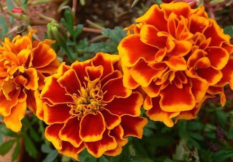 david's bridal marigold