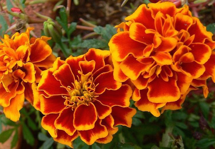 marigold zelda flickr copy